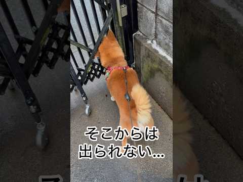 ’25.12.24 力丸には伝わってる… 柴犬 shibainu 柴犬のいる暮らし 柴犬の日常 お散歩 力丸 サムネイル
