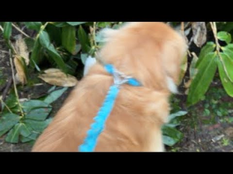 昨日の脱走から一夜明け、今日はリードを付けてお散歩に行ってきました サムネイル