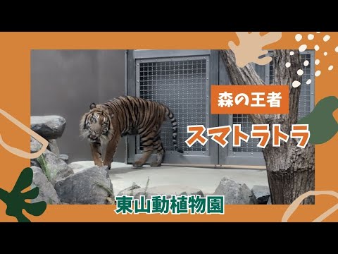 【東山動植物園】迫力満点！森の王者スマトラトラ🐯 サムネイル