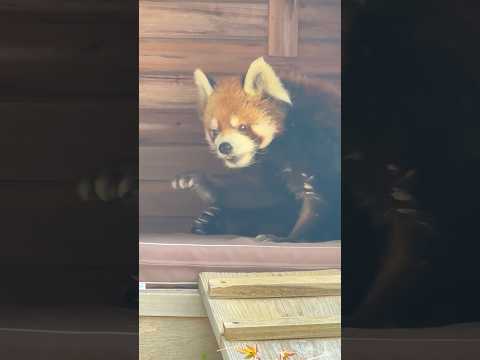 shorts 風太くん ガイドを前にグルーミング　レッサーパンダ　千葉市動物公園にて　2026年4月18日 サムネイル