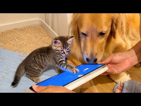 自分のことを"犬"の子供だと思い込んでいる“子猫”...［ゴールデンレトリバー・ボーダーコリー】