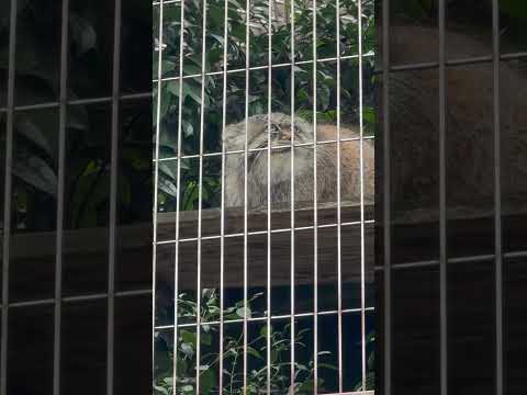 shorts エルくん　マヌルネコ　東山動植物園にて　2026年3月13日