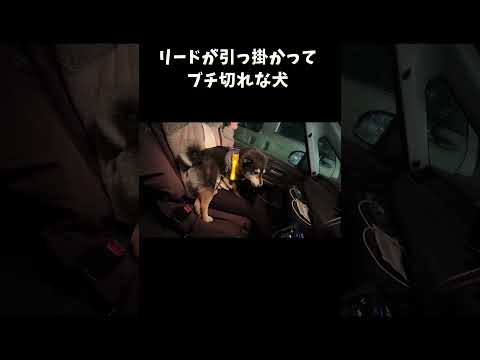 リードが引っ掛かってブチ切れな犬 サムネイル