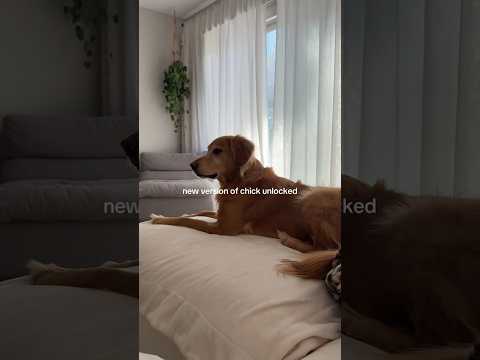 dog-tor coby to rescue🛟goldenpup puppy goldenpupppy dogbree… サムネイル