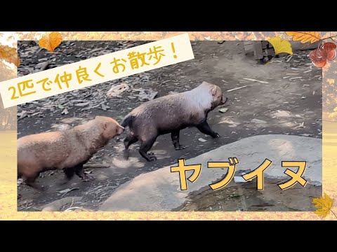 【よこはま動物園ズーラシア】2匹で仲良くお散歩！ヤブイヌ🐕🐕 サムネイル