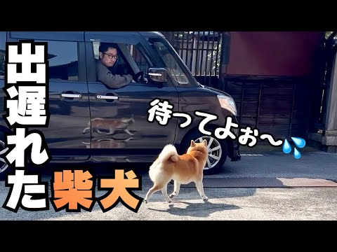 庭でもたもたして置いて行かれそうになり、必死な姿が可愛い柴犬 サムネイル
