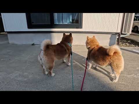 ふうた君(0歳)🐱 初めての柴犬🍞🍞 サムネイル