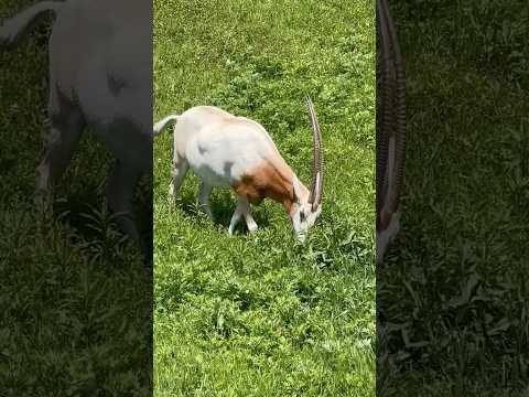 shorts ビビちゃん ここ全〜〜部食べ放題🤭　シロオリックス　千葉市動物公園にて　2026年5月9日