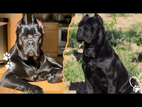 The Cane Corso Built to Protect Both Home and Heart サムネイル