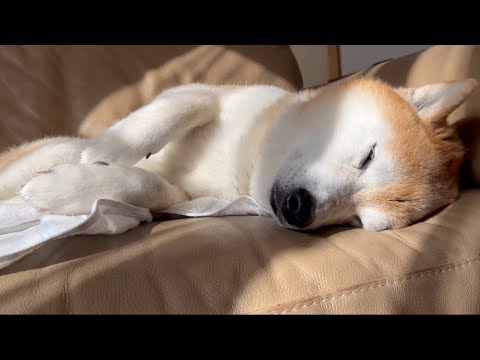 柴犬福 風呂上がり後の柴犬🤩Shiba-Sleep🤩 サムネイル