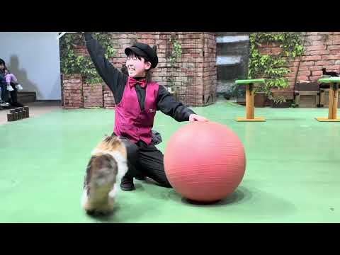 ナツメくん登場〜！なかなか見れない猫によるショー ザ・キャッツ　那須どうぶつ王国にて　2026年3月1日