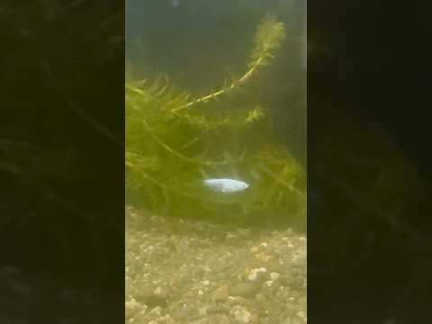 shorts ブルースターダストメダカ　青い世界展　山梨県立富士湧水の里水族館にて　2026年2月21日 サムネイル