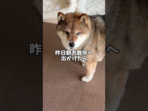 散歩に行ったら相棒に会ったのだけれども🐕