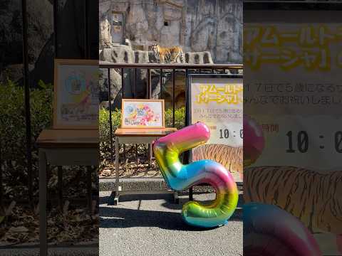 shorts 2月17日のサーシャちゃん5歳のお誕生日を前に 本日お祝いしました〜😊　アムールトラ　浜松市動物園にて… サムネイル