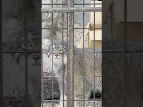 shorts フィーガくん リスでも見つけた〜？😊　マヌルネコ　野毛山動物園にて　2026年5月10日 サムネイル
