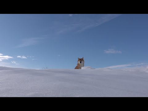 昨日とは別人な柴犬、理由が判明しました サムネイル