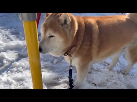 柴犬福 雪残る公園は立ち寄る柴犬🤣Shiba-Snow❄️ サムネイル