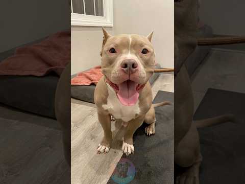 The Special Trait Only Pit Bulls Have shorts dog pet doglov… サムネイル