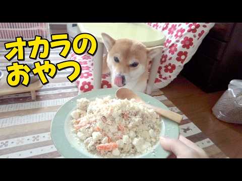 お初！オカラのおやつ気に入ってもらえるでしょうか？　ASMR柴犬小夏 サムネイル