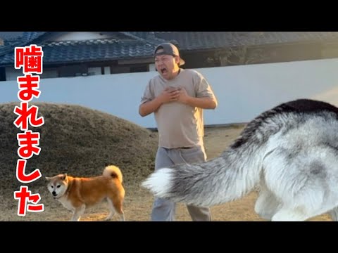 【色々と大変】⚠️大型犬を飼うなら体力は絶対必要です サムネイル