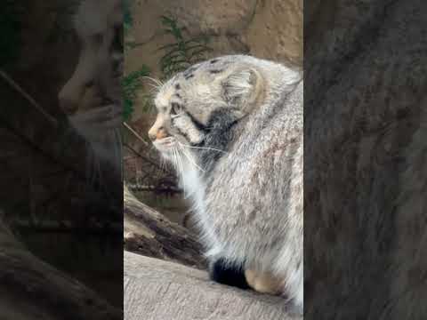 shorts ヒト族たちの会話に耳を向けてそうなナゴムくん　マヌルネコ　那須どうぶつ王国にて　2026年1月2日 サムネイル