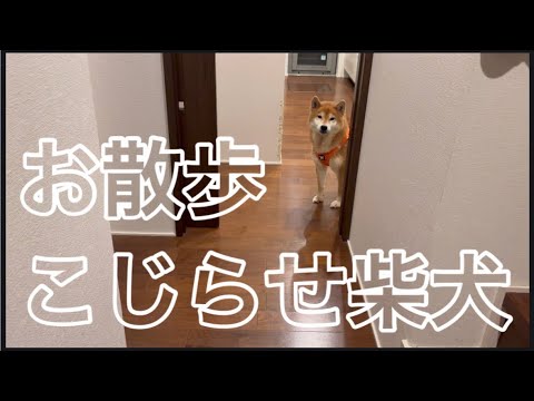 お散歩の時間になると、一旦拒否するこじらせ柴犬はこちらです🐶 サムネイル