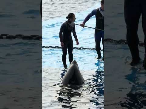 shorts パフォーマンス終了後のランちゃん　須磨シーワールドにて　2025年12月30日 サムネイル