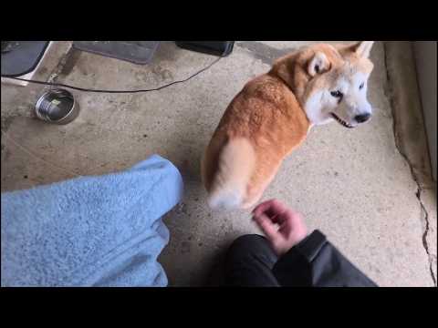 体を拭くのにもご褒美無いと寄ってこない我が家のお嬢様方 サムネイル