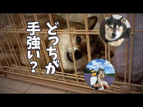 強敵に挟まれた柴犬12歳！どこから突破する？ サムネイル