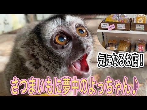 癒しのアイドル・ヨザルのよっちゃん只今さつまいもに夢中です♫よっちゃんも気になるお店にも行ってきました！ サムネイル