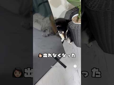 テレビの裏に隠れた柴犬、ママに見つかる😂　　黒柴　柴犬　犬　いぬ　可愛い犬