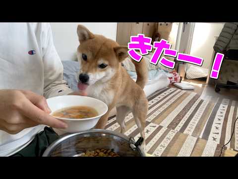 【柴犬小夏】ハンバーグついでのミンチ肉で大喜び！ASMR