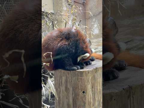 shorts 毛繕い大福くん　レッサーパンダ　那須どうぶつ王国にて　2026年2月1日 サムネイル