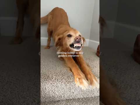 coming home to my golden retriever🥵goldenretreivers dog pup… サムネイル