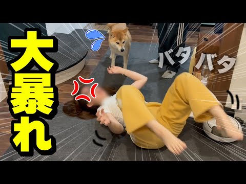 娘に内緒で柴犬と遠出したら…こうなりました サムネイル