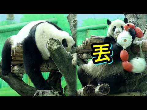 聰明圓寶將球珠圈丟落地易取點心,吃竹葉定格,新睡姿太可愛 XD|Giant Panda Yuan Bao,圆宝,貓熊,… サムネイル