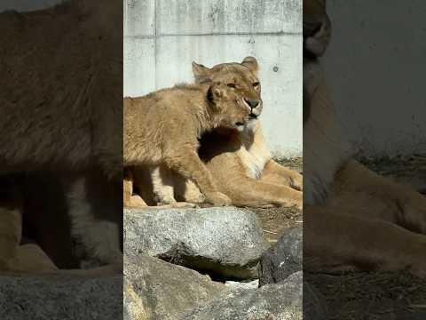 shorts シルク母さんとボーイズ🦁　ライオンファミリー　のんほいパークにて　2026年2月13日 サムネイル