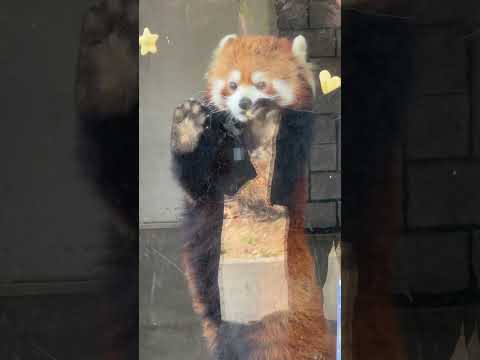 shorts ニーコちゃんとハートリンゴ🍎　レッサーパンダ　浜松市動物園にて　2026年3月15日 サムネイル