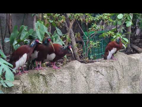 ここにいたマダガスカルトキ　那須どうぶつ王国　2026年1月12日 サムネイル