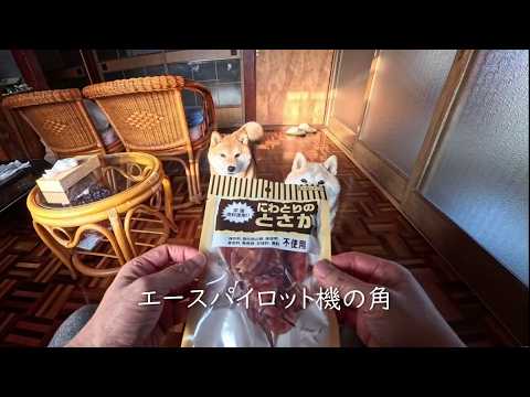 2026年5月19日(火) 鶏冠のオヤツなんてものが有るんですね！VERYHARD サムネイル
