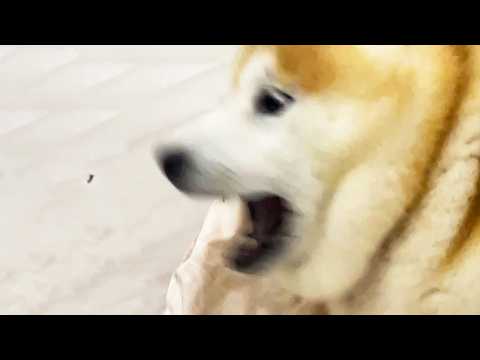 イキってる小バエに情け容赦なくキレ散らかし、格の違いを思い知らせる柴犬 サムネイル