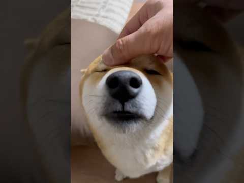 流行りの音源使ってみたシリーズ「みなさん❣️今日も頑張っていきまっしょい❣️」　柴犬　柴犬とん サムネイル