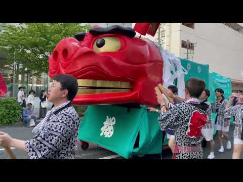 桜ちゃん　酒田大獅子　酒田祭りにて　2026年5月20日 サムネイル