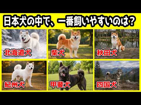 日本犬６種の中で一番飼いやすいのは？性格や特徴の違いから飼いやすい犬種を考察 サムネイル