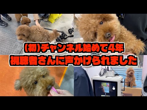 初めて視聴者さんと交流したトイプードルinインターペット2026！ サムネイル