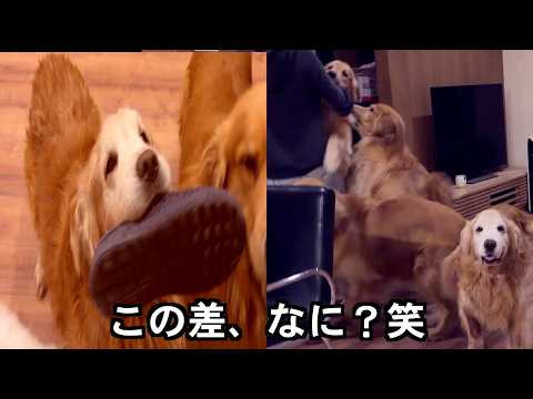 【悲報】1週間ぶりに帰宅したママへの反応が、パパの時と違いすぎて泣ける。 サムネイル