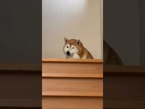柴犬福 兄を出迎える時の柴犬の顔🤣Brother and Shiba🤣shorts 柴犬 japanesedog sh… サムネイル