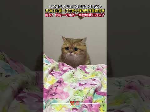 已經做後了心理準備但沒準備那麼多 開始以為是一隻可愛小喵咪原來是輛大咪 意外 有趣 貓 萬萬沒想到 cat amazi… サムネイル