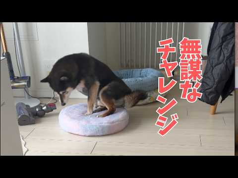 【黒柴のチャレンジ】どう考えても無理っぽいことに平然とチャレンジする柴犬が素敵でした。 サムネイル