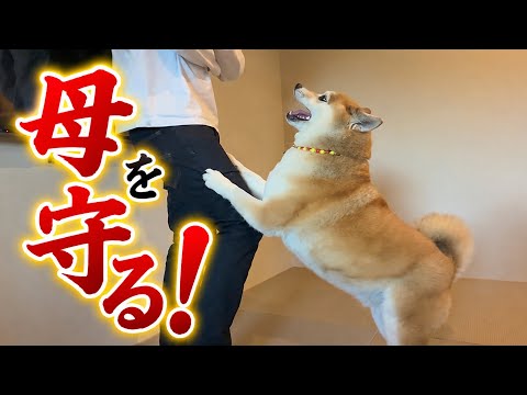 怪我をさせないように母を守り続ける柴犬が凄すぎました… サムネイル